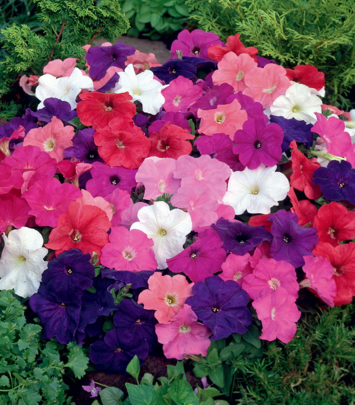 Петуния мультифлора Мамбо микс